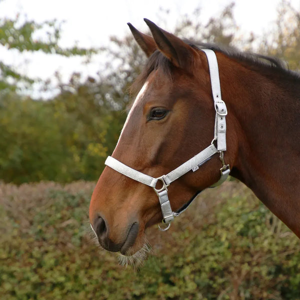 Horse wearing Hy Equestrian Glitzy Headcollar in Silver