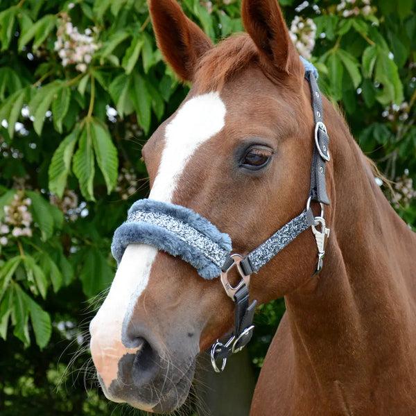 Horse wearing Hy Equestrian Dazzle Head Collar in Gunmetal Grey