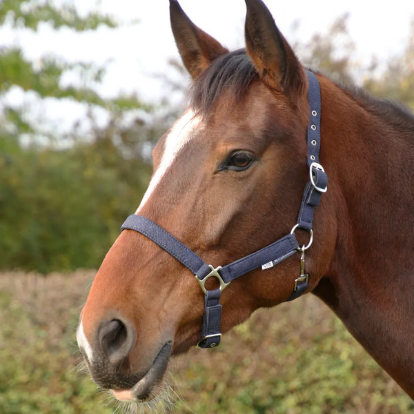 Horse wearing Hy Equestrian Glitzy Headcollar in Navy