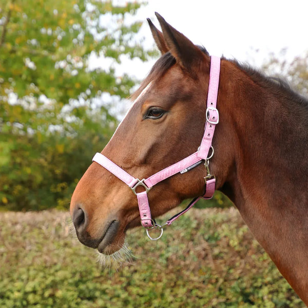 Horse wearing Hy Equestrian Glitzy Headcollar in Pink