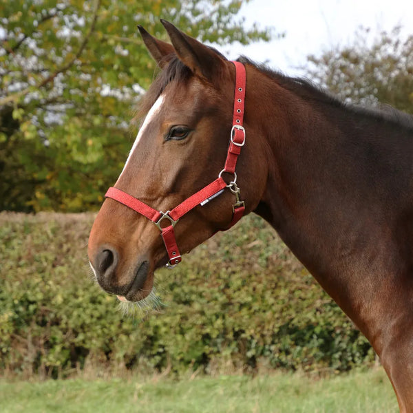 Horse wearing Hy Equestrian Glitzy Headcollar in Red