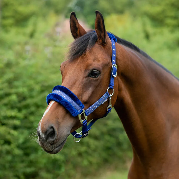 Horse wearing Hy Equestrian Dazzle Head Collar in Twilight Navy