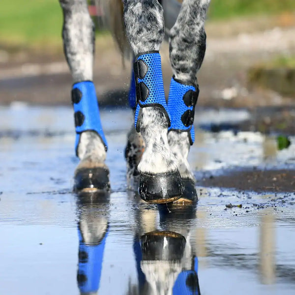 Horse trotting through water, wearing Equilibrium Tri-Zone All Sports Boot in Royal Blue