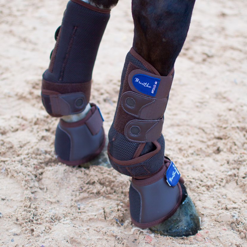 Horse wearing Apollo Air Breathe Overreach Boots with Support Boots