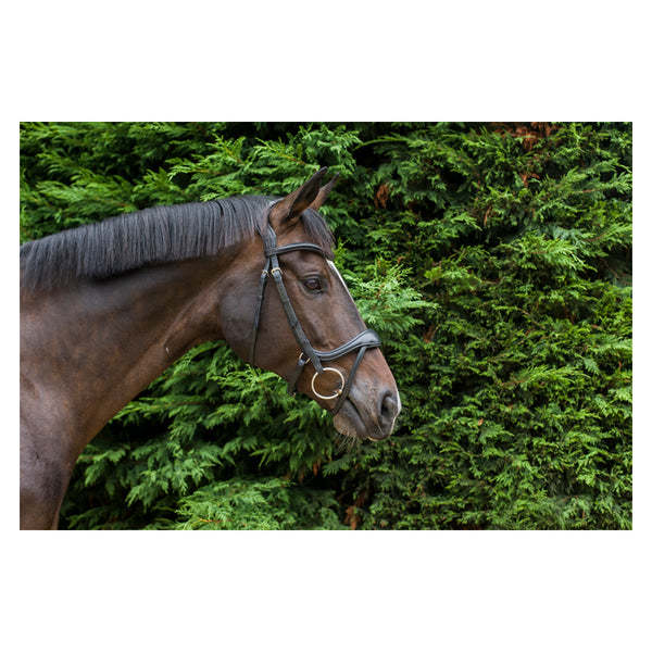 EcoRider Ecosoft Enigma Bridle