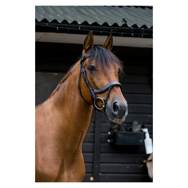 EcoRider Freedom Comfort Bridle