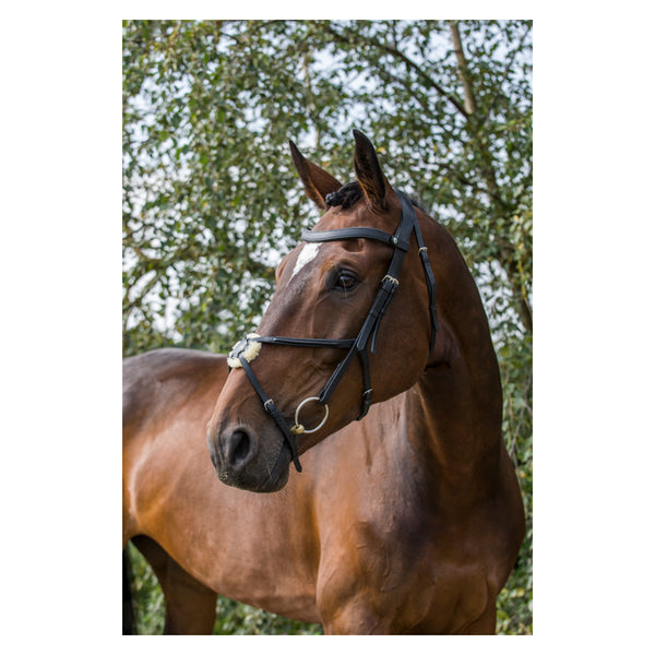 EcoRider Freedom Grackle Bridle