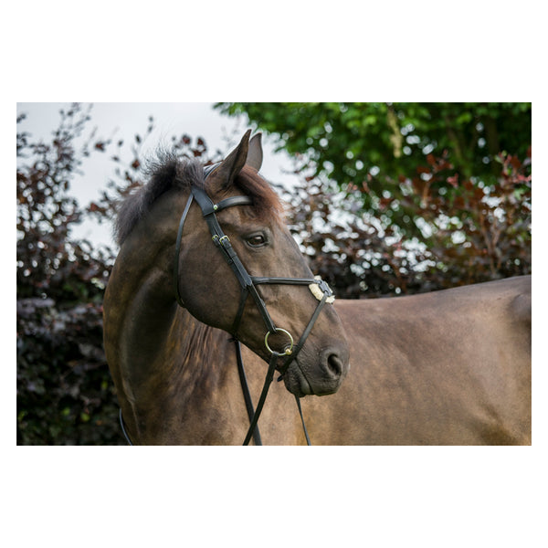 EcoRider Freedom Grackle Bridle