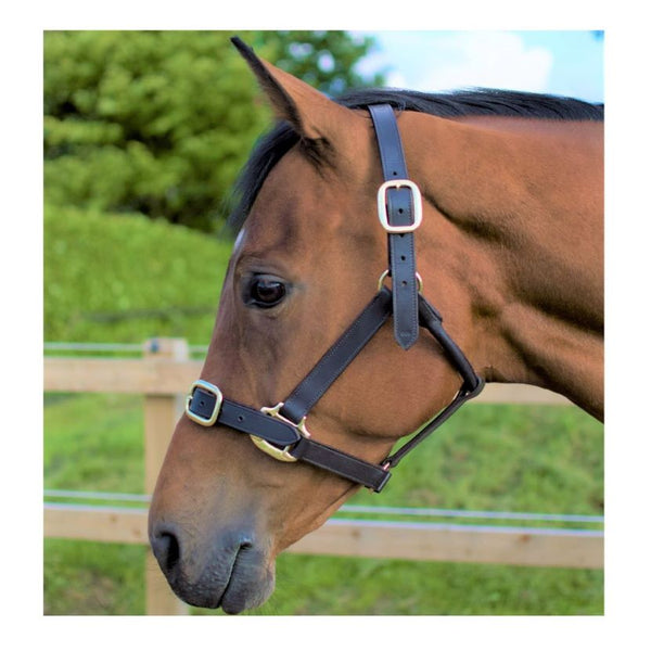 Cameo Leather Headcollar – Duke&CoEquestrian