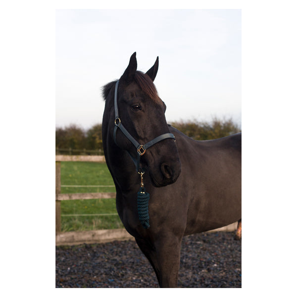 Cameo Supreme Headcollar with matching Rope