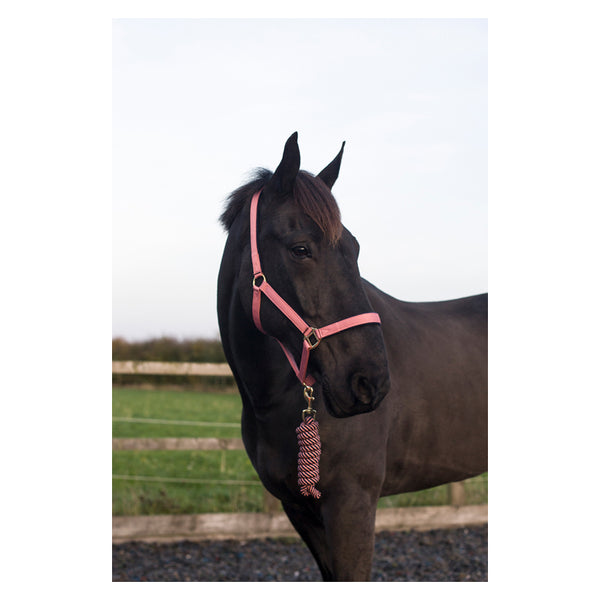 Cameo Supreme Headcollar with matching Rope