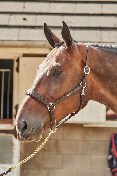 Horse wearing Whitaker Ready To Ride Leather Headcollar in Havana