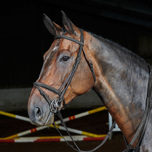 Horse wearing Whitaker Ready to Ride Flash Bridle in Black