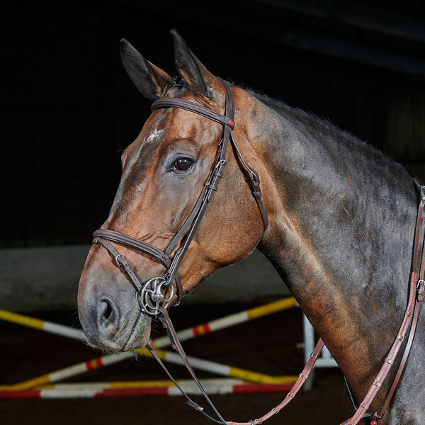 Horse wearing Whitaker Ready to Ride Flash Bridle in Havana