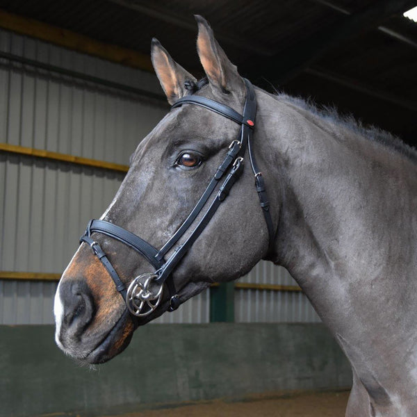 Horse wearing Whitaker Ready to Ride Snaffle Bridle in Black