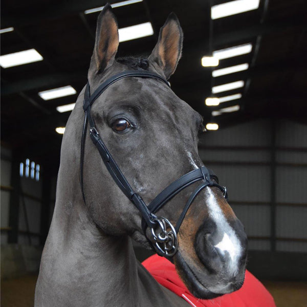 Horse wearing Whitaker Ready to Ride Snaffle Bridle in Black