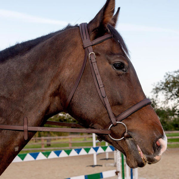 Horse wearing Whitaker Ready to Ride Snaffle Bridle in Havana