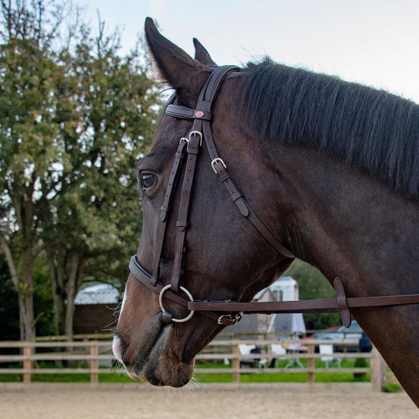 Horse wearing Whitaker Ready to Ride Snaffle Bridle in Havana