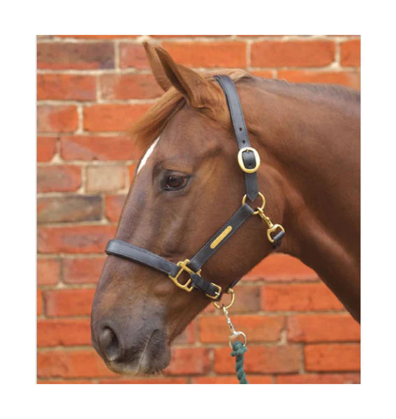 Horse wearing Hy Equestrian Leather Head Collar