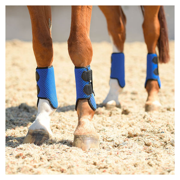 Horse wearing full set of Equilibrium Tri-Zone All Sports Boot in Royal Blue